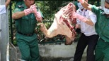 Dịch heo tai xanh có nguy cơ bùng phát 